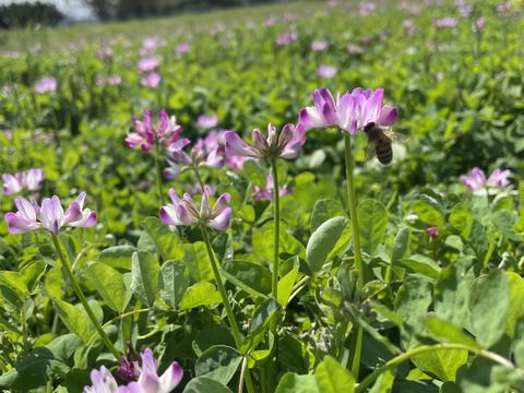 3拍子揃った『七城の米ヒノヒカリ』8k