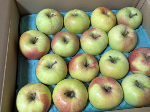 【家庭用】ぐんま名月 約10kg 24-46玉 ジューシーな希少りんご 11月発送予定 #NAM0B100