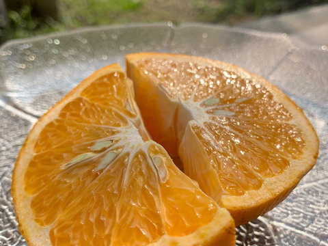 おまけ&レシピ付き！熟すと甘〜いグリーンキウイ！みつばちキウイ®中玉450g＋甘夏1個〈農薬・化学肥料不使用〉