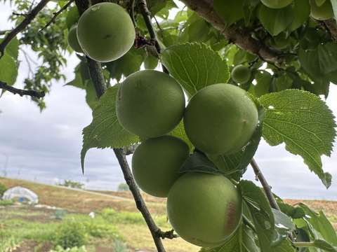 (NEW商品)山形県天童産 青梅 2k (お酒•梅干し作りに！！小梅ちゃん)訳あり　さくらんぼとご一緒に！！梅干し用