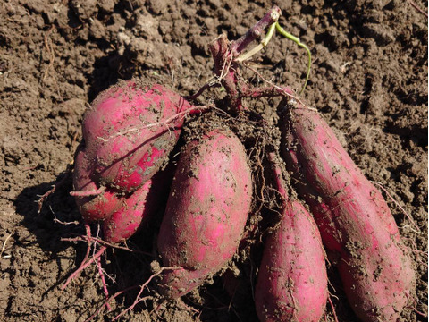 🎃うめー😆！！サツマイモなの！🍠🎃🍠ハロウィンスイート🍠🍠①キロ⭐♥サイズ色々！今年は試作なのでちょっとしかありません。。。