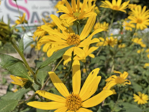 神奈川県産の健康野菜キクイモ【鮮度を保つ為、土付き】農薬、肥料不使用お試しの1kg！