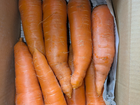 【冬期限定】博多の甘さが詰まった！冬ニンジン　約10本　1.9kg