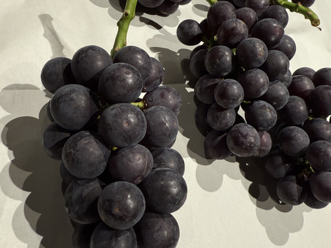 【朝どれ】【採れたて新鮮！！】あづましずく約1kg