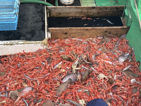 【-60冷凍】深海400mで獲れたあま〜い甘エビ！2P600g