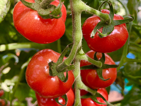 【ぷるぷる】さくらんぼのような皮の薄いミニトマト『プチぷよ』800g、おまけの野菜付き！