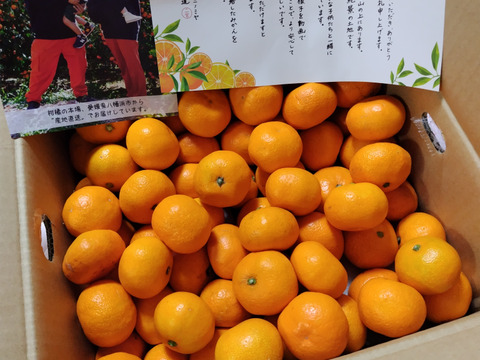 【食べチョクで１番売れてるみかんです！】夕やけみかん（5㎏）小玉（圧倒的人気のみかんです！）※11月発送