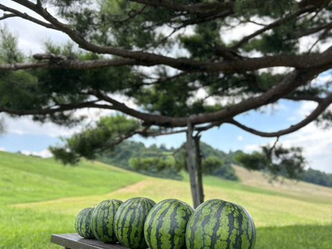 山形県産 尾花沢すいか 祭りばやし