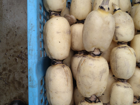 常温便【有機肥料で育てました】　秋冬れんこん　2キロ　蓮根