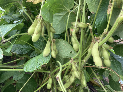 愛知県産  丹波黒豆枝豆約500g