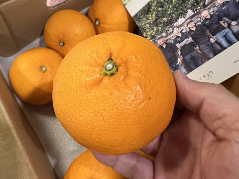 【みかん】 みかん 訳あり サイズミックス 3S-3L 約3kg(和水町) | 熊本県和水町