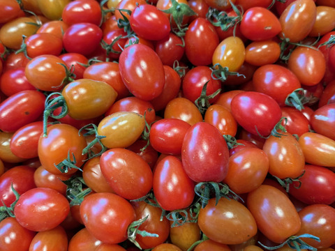 【訳あり・加工用】アイコトマト｜加熱で旨みが出やすいミニトマト｜ソース・煮込み向け 1kg