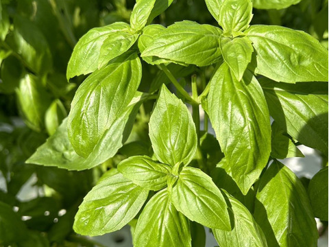 新鮮直送！「水耕栽培バジル」1kg　静岡県磐田市産