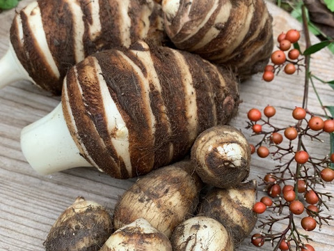 京都伝統野菜 海老芋食べてみませんか きめが細かくもっちもち1 4k 栽培期間中農薬不使用 京都府産の野菜 食べチョク 産地直送 産直 お取り寄せ通販 農家 漁師から旬の食材を直送 京都伝統野菜 海老芋食べてみませんか きめが細かくもっちもち1 4k 栽培期間中農薬不使用 京都府産の野菜 食べチョク 産地直送 産直 お取り寄せ通販 農家 漁師から旬の食材を直送