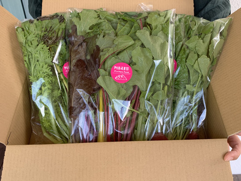 【冬ギフト】阿蘇の天然水で育った！彩り野菜サラダセット　1袋300g✖️3セット