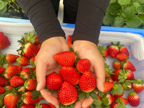 朝摘みフレッシュ！とちおとめ【２パック】