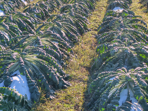 いよいよ2026年1月〜2月しか食べれない農薬.化学肥料不使用で桜島で栽培した生の桜島大根（葉付き１本）レシピ付
玉太りも、順調です