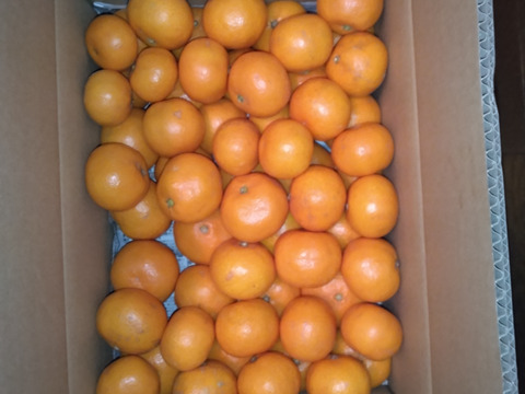 越冬蔵出しみかん　小玉5キロ　有田みかん