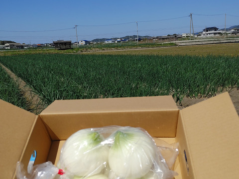 大好評，地層が違う淡路島、むき玉ねぎ七宝早生(風袋込み３キロ)