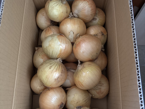 【M玉5kg】 淡路島産 新たまねぎ 兵庫県認証食品 ひょうご安心ブランド レシピ付き！ 南あわじ市 ご家庭用 サラダ 玉ねぎ Mサイズ