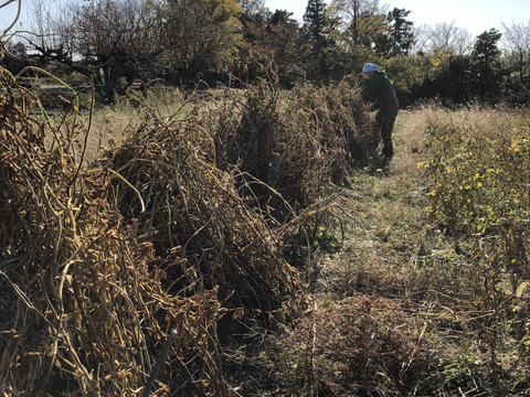 自然栽培黒千石大豆納豆10個