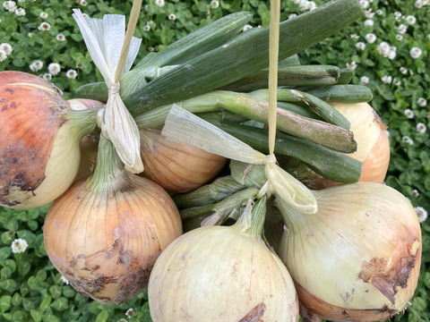 今年も販売します‼️吊るして保存‼️早生玉ねぎ5キロ入‼️