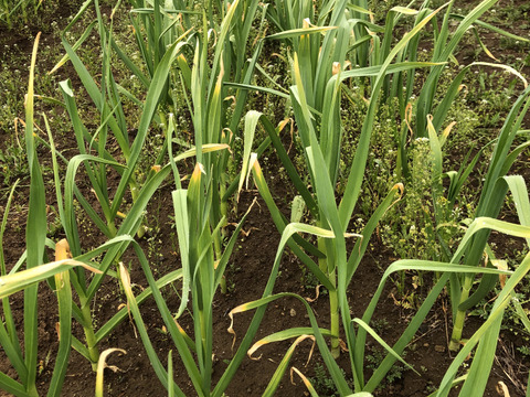 ※旬もの（まもなく終了）【農薬・化学肥料不使用栽培】青森県産　にんにくの芽　1kｇ(クール便発送）