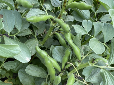 【注文して頂いてから摘み取ります❕】安心安全‼　自然栽培で育てた　そら豆（さや付き）4ｋｇ(予約販売）