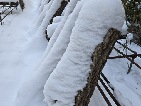 ★自然栽培　根曲がり竹　ネマガリダケ　姫竹　1キロ　冷蔵専用箱発送