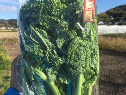 生産量日本一！南房総の『菜花（なばな）』250g×4袋（1kg）