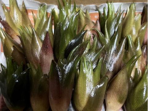 【森の茗荷】群馬県東吾妻町産　みょうが　1kg 国産