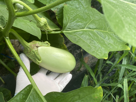 ２kg【限定販売】美味しい翡翠茄子！やみつきナス！旨なす！煮ても焼いても美味しい！とろなす　丸ナス　農薬不使用