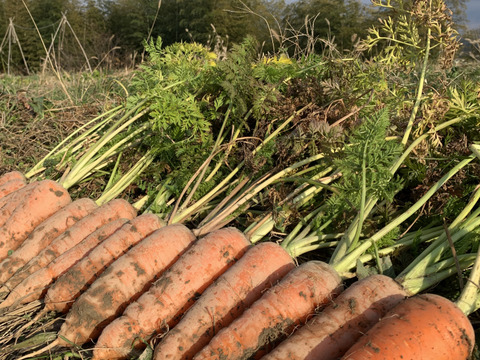 【自然農】旬の冬人参（4kg）無施肥・農薬不使用・自家採種・露路栽培・自然の恵100％