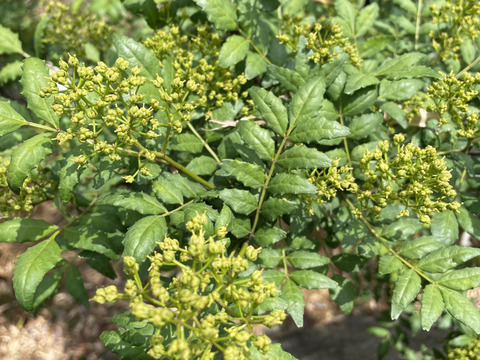 入手困難】雌花 マルホ農園花山椒🌿50g ＋木の芽付き：和歌山県