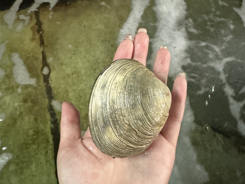 日間賀島産　　大アサリ　漁師の秘伝タレ