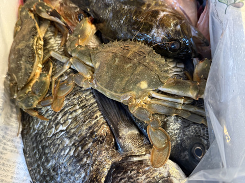 小豆島の海の恵み。旬のお魚お任せ鮮魚ハーフセット（５～７匹）