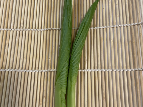 今が旬★山菜！秋田県鹿角市産葉が出る前の山うるい・ウルイの新芽300g