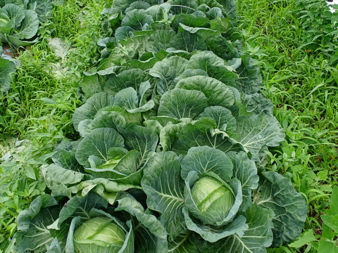 【夏ギフト】う～ん甘い！採れたて＊キャベツ5個～農薬/化学肥料・不使用