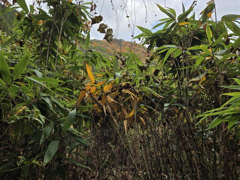 ★自然栽培　根曲がり竹　ネマガリダケ　姫竹　1キロ　冷蔵専用箱発送