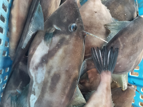 水揚即発送！新鮮！おサカナさん、海産物BOX！2kg