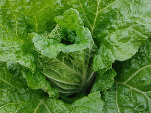 淡路島　野菜セット