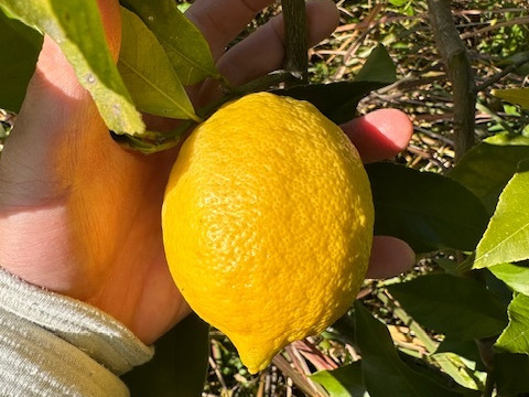 大自然の棚田レモン　農薬・化学肥料不使用