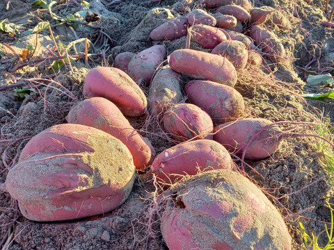 干し芋。スティック(紅はるか)170g入りx4袋セット。(ネコポス発送)