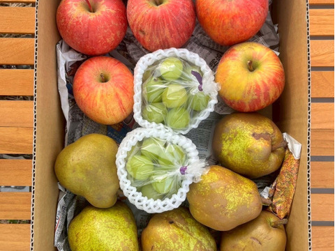 ★家庭用・ラ・フランス、ふじりんご、つぶつぶシャインマスカット3kgセット★