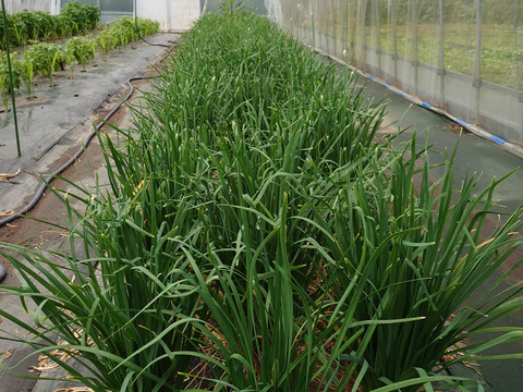 朝採り新鮮大葉ニラ10束(1.0kg)施設栽培