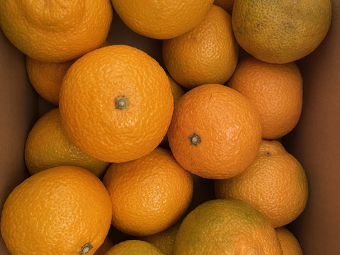 スイートスプリング　約５Ｋ以上 サイズ：おまかせ（M以上）