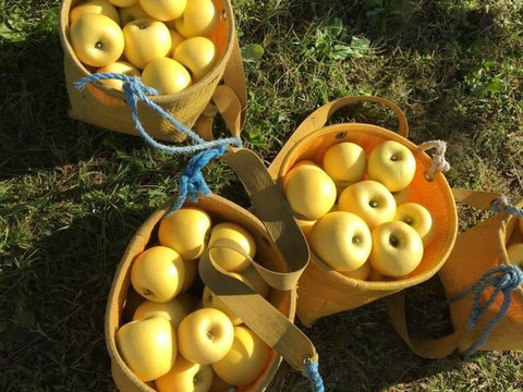 売り切れ【シナノゴールド】パリッじゅわっ甘酸適和！3kg 黄色い幸せのりんご