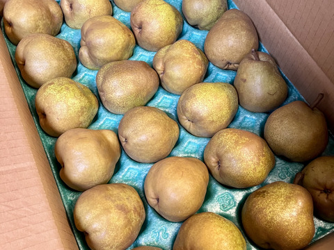 フードロスにご協力下さい‼️山形県産ラフランス【訳あり小玉5キロ】