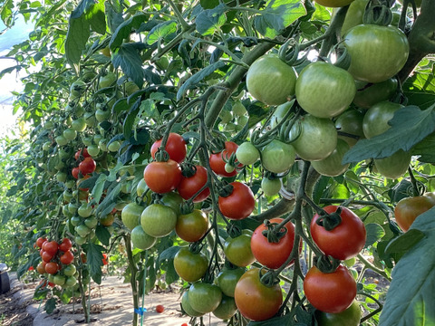 【夏ギフト】カラフルミニトマト食べ比べセット　1.5kg