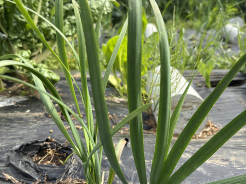 自然栽培 丹沢山麓の固定種・在来種野菜Lセット　80〜100サイズ9〜10品種農薬・化学肥料・動物性肥料は一切不使用 菌ちゃん農法